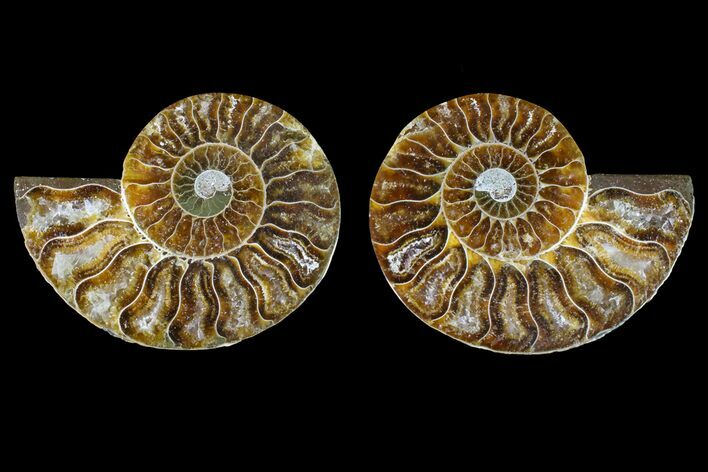 Agatized Ammonite Fossil - Madagascar #145998